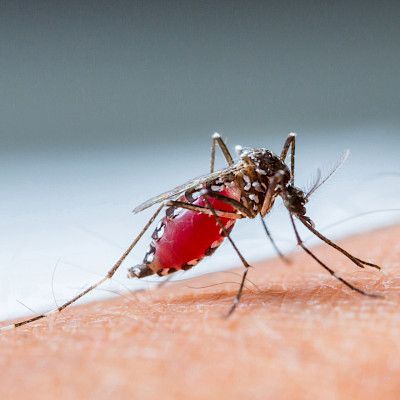 WHO suosittelee malariarokotetta Afrikan lapsille