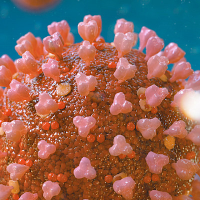 Uusi tutkimus tunnisti lääkeaineita, jotka voisivat tehota koronavirustautiin