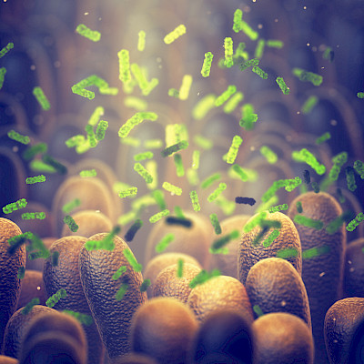 Lupaavia lääke-ehdokkaita suolen mikrobiston suojaksi antibiooteilta