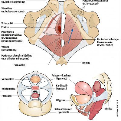 Pelvic floor dysfunction