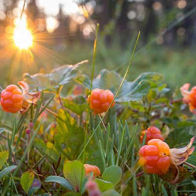 Lakan siemenkuoressa on antimikrobista tehoa MRSA–bakteeria vastaan