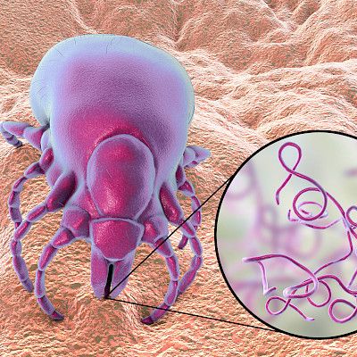 Ruotsissa aletaan testata borreliarokotetta