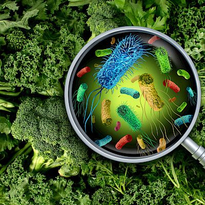 Norovirus edelleen yleisin ruokamyrkytysepidemian aiheuttaja