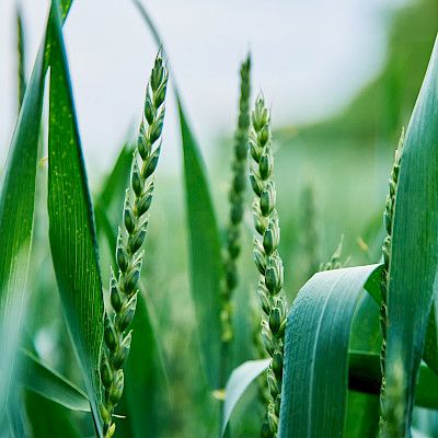 Laaja ruokakriisi uhkaa maailmaa