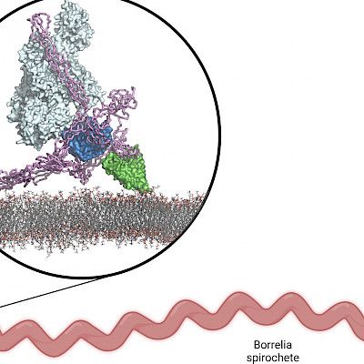 Tutkijat löysivät mekanismin, jolla borreliabakteerit väistävät ihmisten immuunipuolustusta