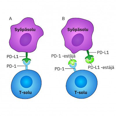 Immunological treatments in breast cancer