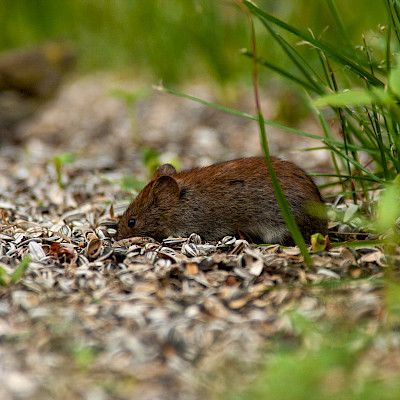 Väitös: Tupakointi lisää vaikean myyräkuumeen riskiä