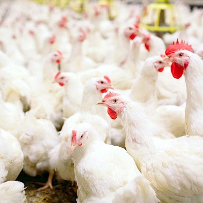Ruokavirasto laajensi lintuinfluenssan tartuntavyöhykettä