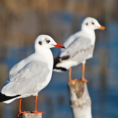 Lääkärit etulinjassa tunnistamaan lintuinfluenssaa ihmisillä