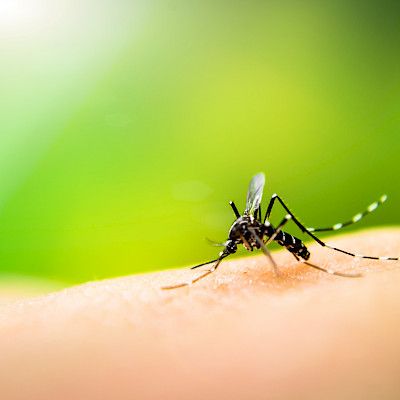 Hyttyset avuksi denguekuumeen torjunnassa Hondurasissa 