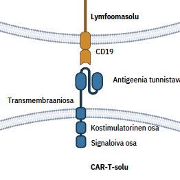 CAR-T cell therapy in lymphoma