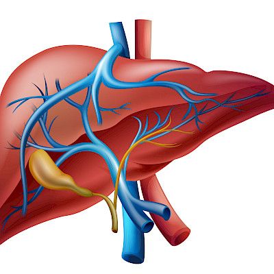 Mortality from chronic liver disease is rising in Finland ­­­– One fifth of deaths among working-aged men are due to liver disease