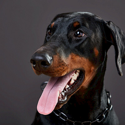 Dobermannien ja ihmisen sydänlihassairauksien taustalla samoja geenejä