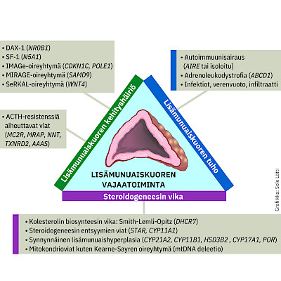 Adrenal insufficiency in childhood