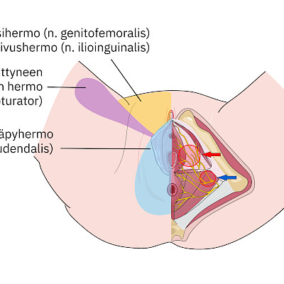 Anorectal pain