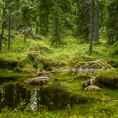 Vanha metsä elvyttää hyvinvointia parhaiten