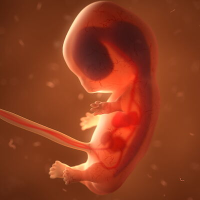 Turvaa sikiön kehitykselle