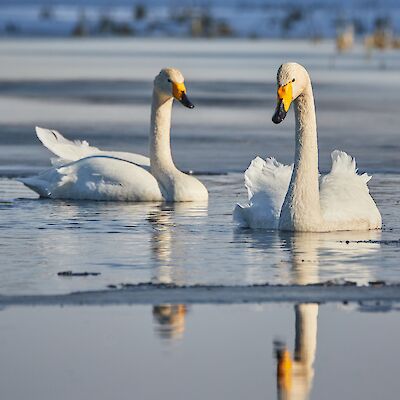 Joutsenissa todettu lintuinfluenssavirusta