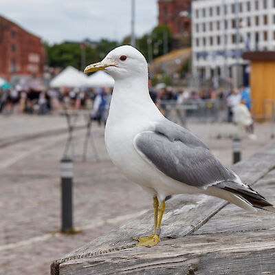 H5N8-lintuinfluenssarokote tuottaa hyvän suojan tämänhetkistä virusta vastaan