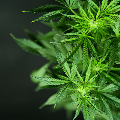 Lakivaliokunta ei kannata kannabiksen laillistamista