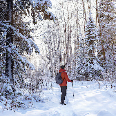 Metsää hyödynnetään jopa synnytyksen käynnistämisessä