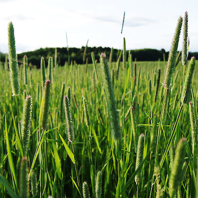 Ilmastonmuutos voi vaikuttaa siitepölyn vaikutuksiin hengitysteissä