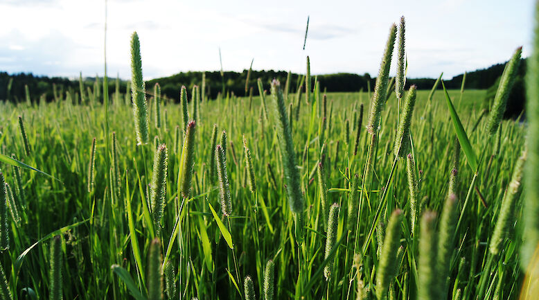 Ilmastonmuutos voi vaikuttaa siitepölyn vaikutuksiin hengitysteissä