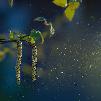 Moni lapsi hyötyisi koivuallergian siedätyshoidosta