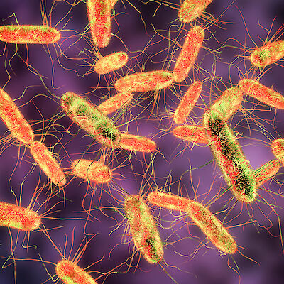 THL: Keväällä alkanut salmonellaepidemia on ohi