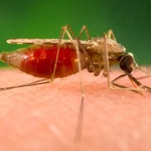 Malariarokotetta testataan Afrikassa