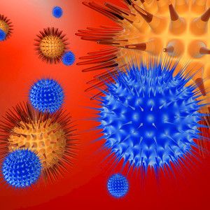 Puolustusjärjestelmä reagoi H1N1:een kuin kausi-influenssaan