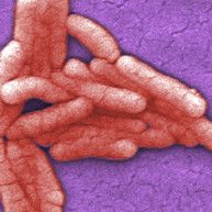 Lääkeresistentti salmonella tappaa Afrikassa