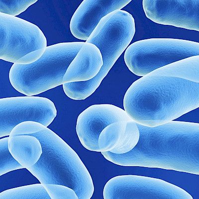 Salmonella saa makrofageissa ja dendriittisoluissa aikaan  useiden sytokiinien tuotannon