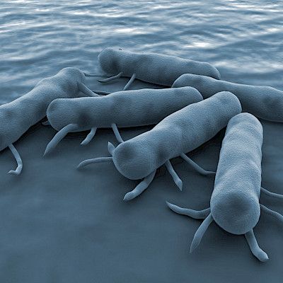 Uudentyyppisiä lääkeresistenttejä salmonelloja Kaakkois-Aasiassa