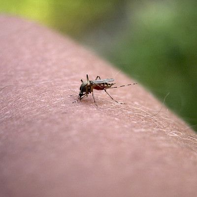 Hyttyset  ja ilmaston lämpö levittävät Länsi-Niilin virusta