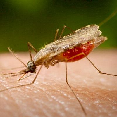 Lääkeresistenssi uhkaa hyviä malarianhoidon tuloksia