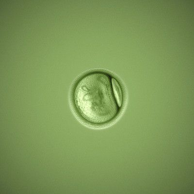 Suku kiinnostaa luovutetuista soluista syntyneitä
