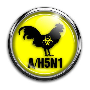 Luonnollisten H5N1-virusten tutkimuksen jatkaminen elintärkeää