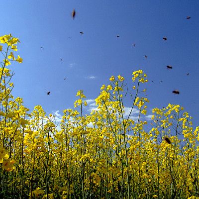Tappaja-ampiaisen maine perustuu joukkovoimaan