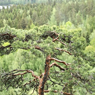 Pohjois-Suomi  ehdottaa omaa sote-mallia
