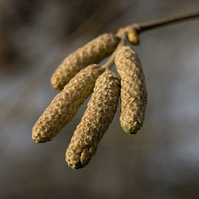 Pääsiäisenä luontoon  siitepölyt vasta tulollaan