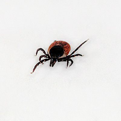 Borreliatartuntojen määrä pysynyt tasaisena