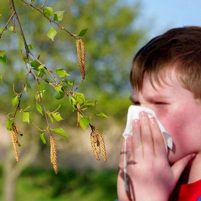 Allergiarokotetta  täytyy vielä odottaa