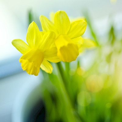 Hyvää pääsiäistä!