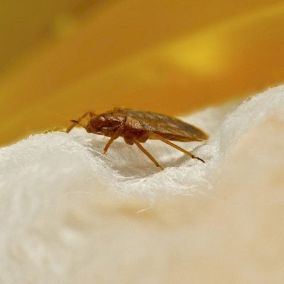 TAYS:n sairaalarakennus suljettu Pitkäniemessä luteiden takia