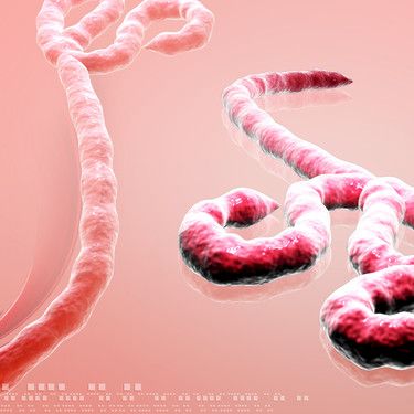 Ebola-kriisin saaminen hallintaan kestää vähintään kuusi kuukautta