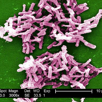 Ulostebakteereita sisältävät kapselit tehosivat Clostridium difficile infektioon