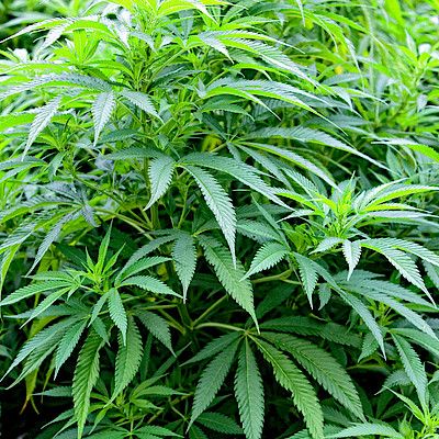 Kannabiksen laillistaminen näkyy Coloradon terveydenhuollossa