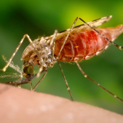 Ebola lamautti malarian hoidon