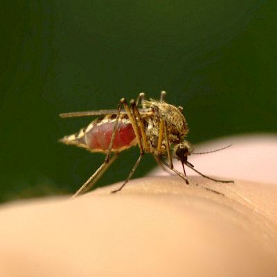 Hyttysverkosta apu nivustyräleikkauksiin kehitysmaissa